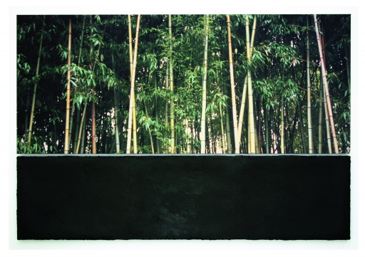 Bambuszerdő / Bamboo forest